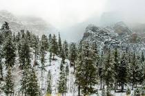 La nieve comienza a cubrir los árboles en Lee Canyon del Monte Charleston el miércoles, 20 de ...
