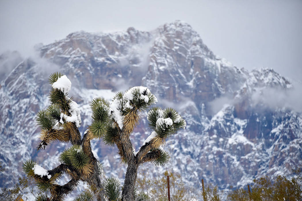 La nieve cubre un árbol de Joshua en el Área Nacional de Conservación Red Rock Canyon el jue ...