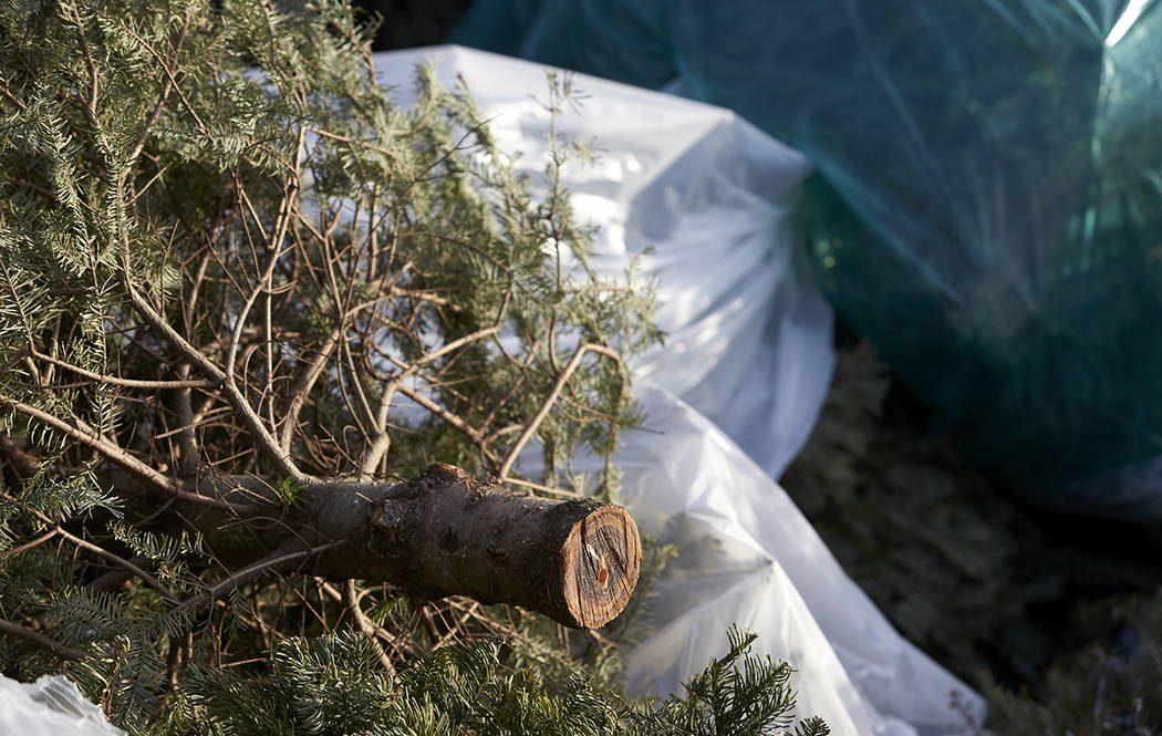 Esta fotografía de archivo muestra un sitio de reciclaje de árboles/pinos de Navidad atendido ...