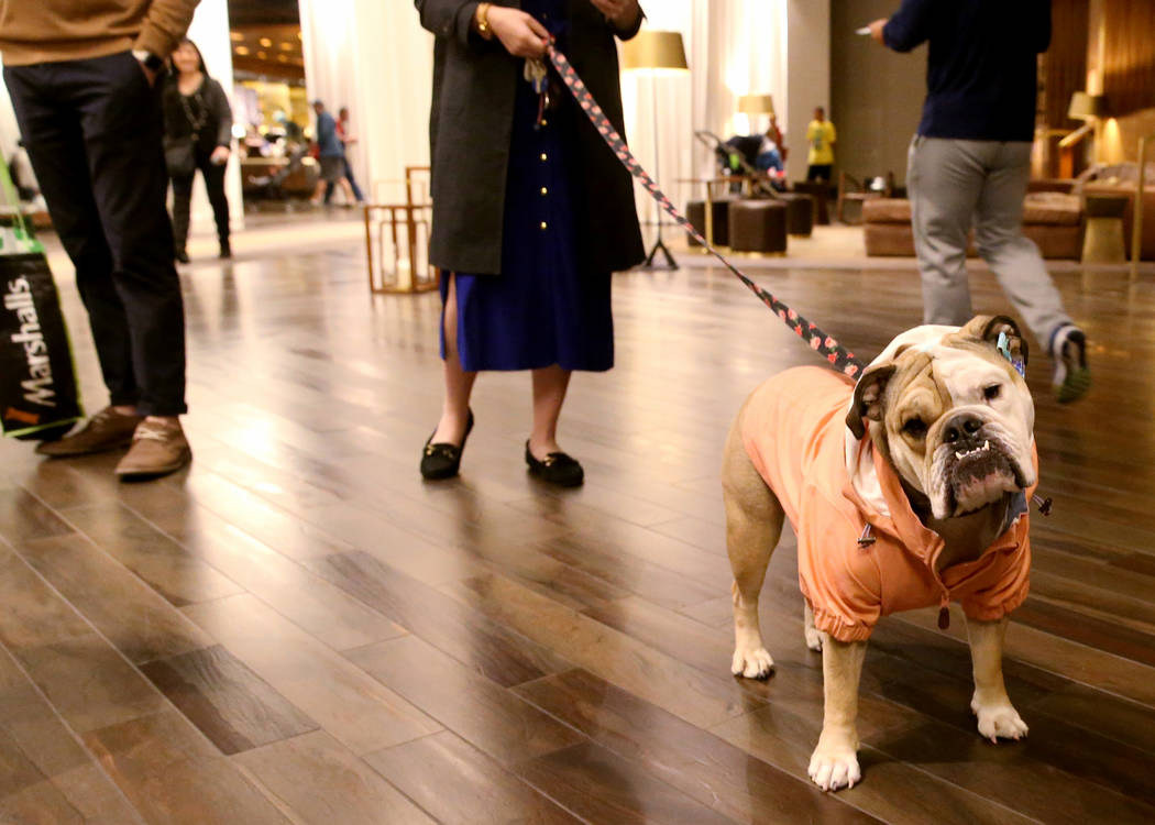 Bailey con su dueña Ashley Farkas, empleada de MGM Resorts International, en el vestíbulo del ...