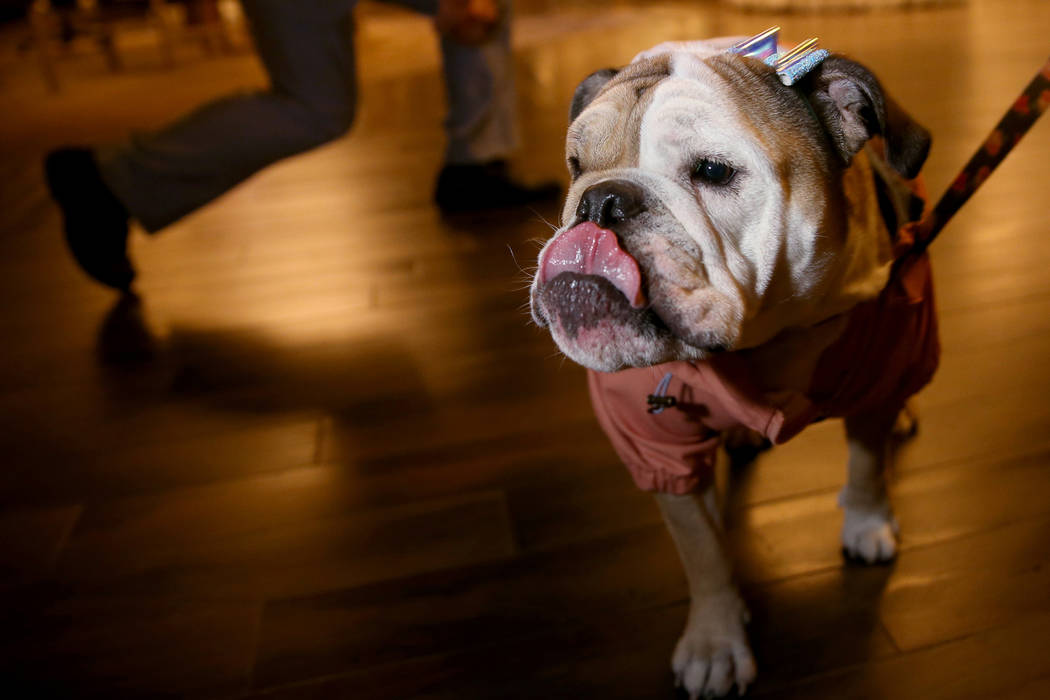 Bailey con su dueña Ashley Farkas, empleada de MGM Resorts International, en el vestíbulo del ...