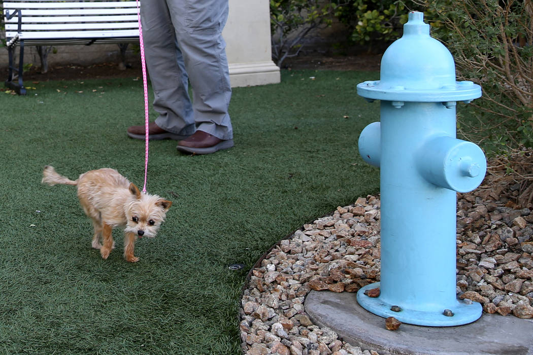 Tom Woltjen de Chicago con Tulip en el "Dog Spot" del Delano Las Vegas en el Strip el viernes, ...