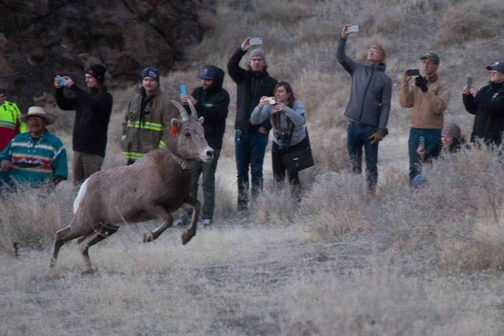 El Departamento de Vida Silvestre de Nevada y la Tribu Paiute de Pyramid Lake liberaron a más ...