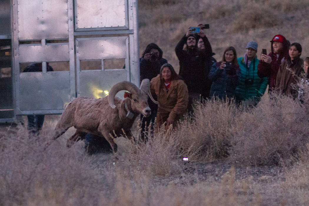 El Departamento de Vida Silvestre de Nevada y la Tribu Paiute de Pyramid Lake liberaron a más ...