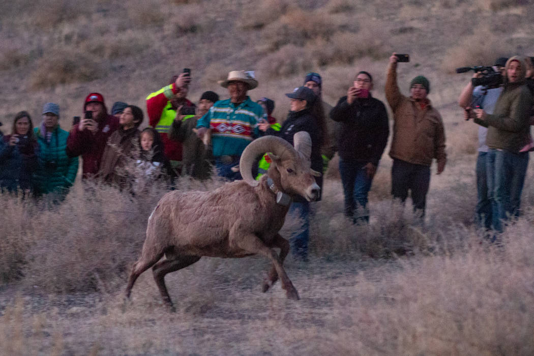 El Departamento de Vida Silvestre de Nevada y la Tribu Paiute de Pyramid Lake liberaron a más ...