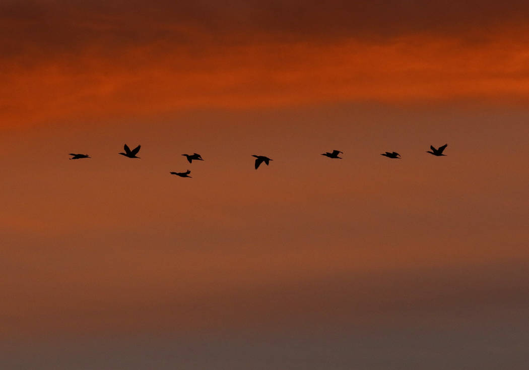 Una bandada de pájaros sobrevuela el Aeropuerto Internacional McCarran durante el amanecer del ...