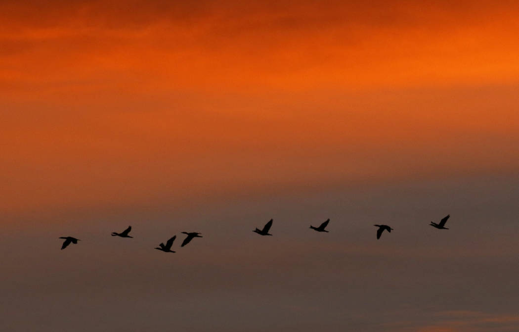 Una bandada de pájaros sobrevuela el Aeropuerto Internacional McCarran durante el amanecer del ...