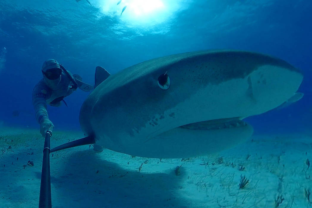 Un fotograma de la próxima película de realidad virtual del Shark Reef Aquarium, “Shark Div ...