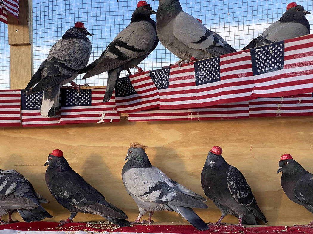 Un grupo anónimo con el acrónimo P.U.T.I.N. liberó palomas con gorras de "Make America Great ...