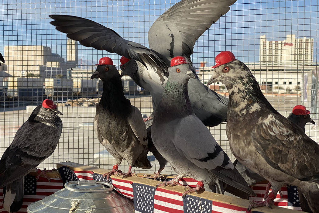 Un grupo anónimo con el acrónimo P.U.T.I.N. liberó palomas con gorras de "Make America Great ...