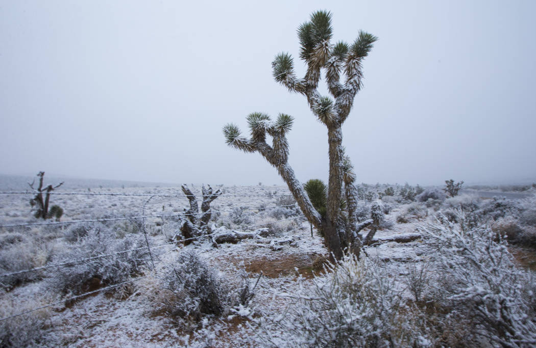 Nieve cae a lo largo de la Ruta Estatal 159 alrededor del Área de Conservación Nacional del C ...