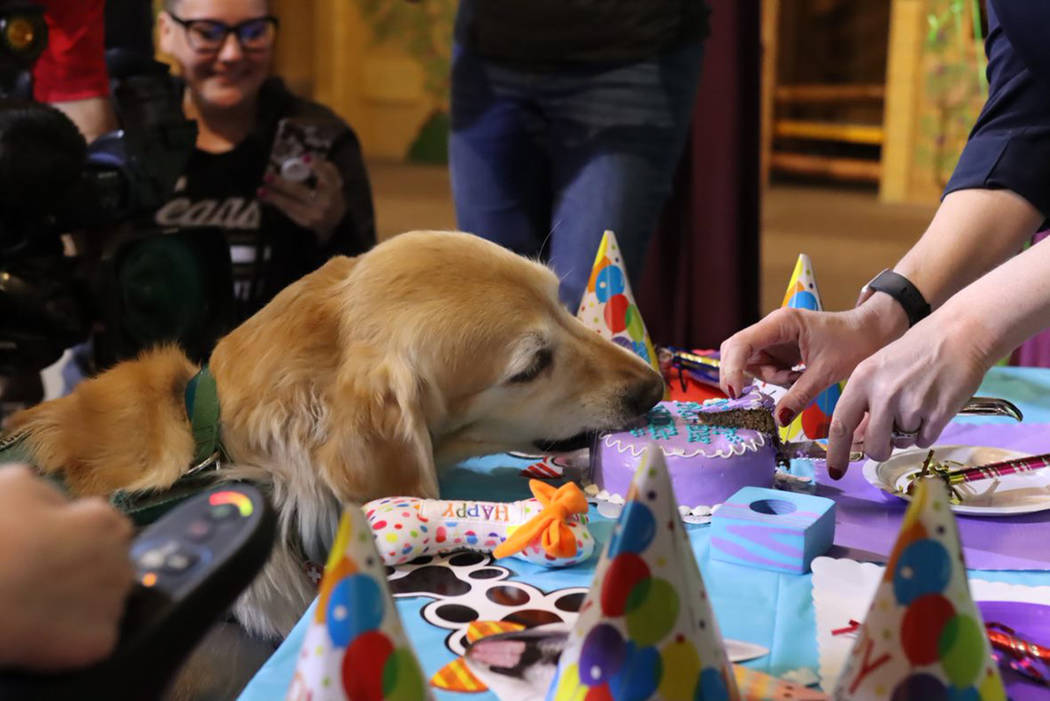 Wonka le dio una “mordida” a su pastel con motive de su cumpleaños. Miércoles 26 de febre ...