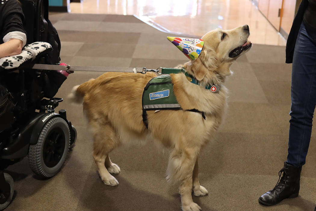 Wonka, un perro local de servicio y asistencia, llegando a su fiesta sorpresa de celebración d ...