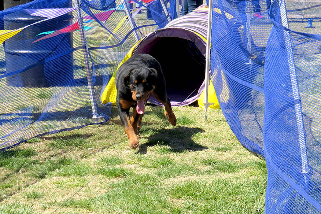 Esta foto de archivo muestra a un perro recorriendo un laberinto de obstáculos. Sábado 1 de a ...