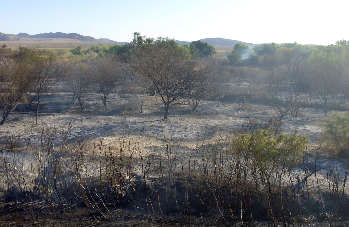 Áreas quemadas en Wetlands Park el jueves, 2 de abril de 2020, en Las Vegas. (Bizuayehu Tesfay ...