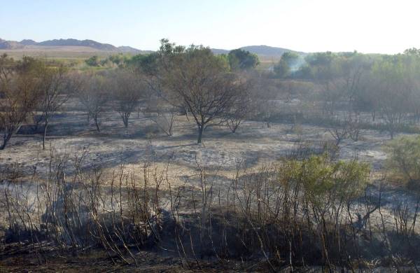 Áreas quemadas en Wetlands Park el jueves, 2 de abril de 2020, en Las Vegas. (Bizuayehu Tesfay ...