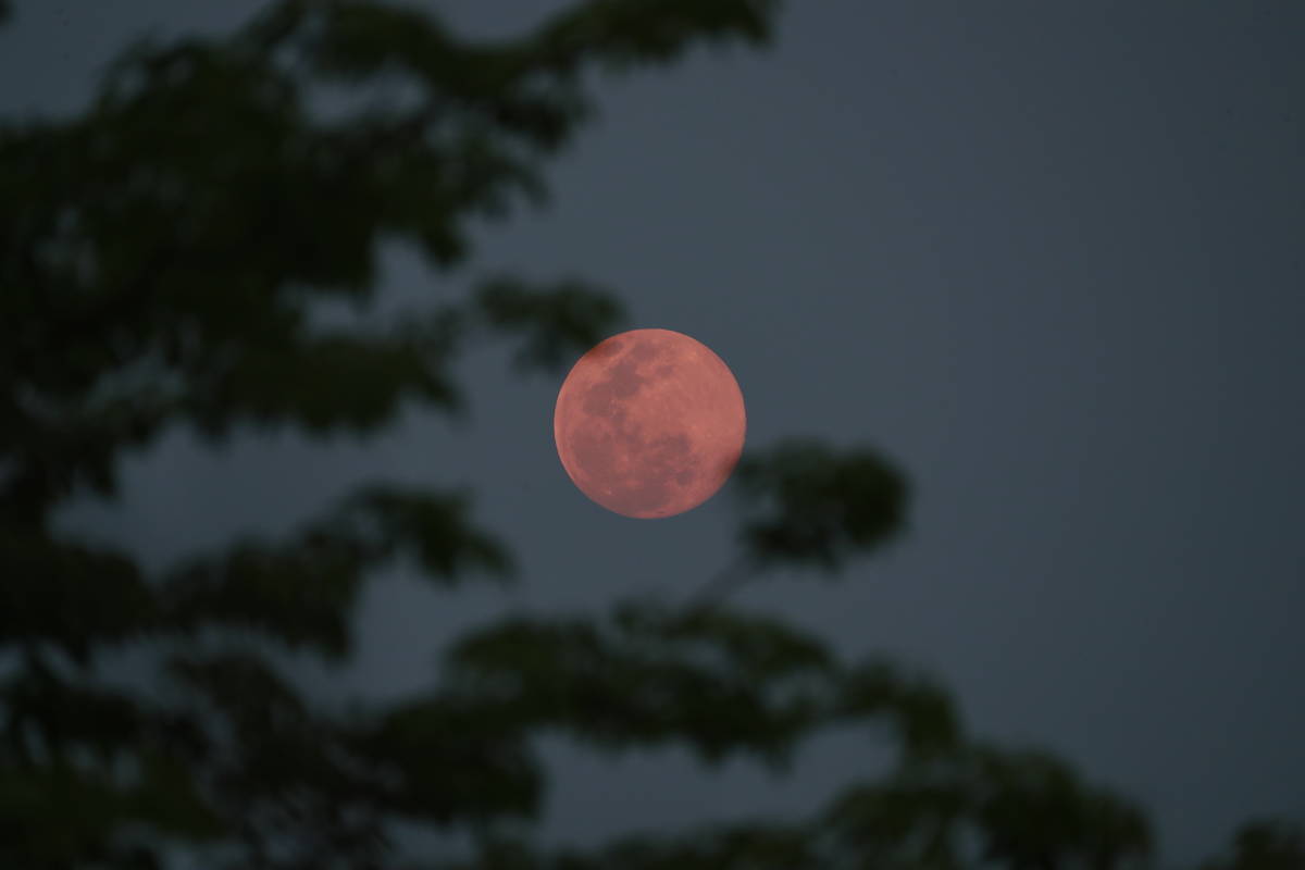 Una vista de la "superluna rosa", en Naypyitaw, Myanmar, el martes 7 de abril de 2020. (AP Phot ...