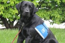 Rhett, el perro terapéutico del Centro Thompson, fue entrenado y provisto por Duo Dogs, Inc. [ ...