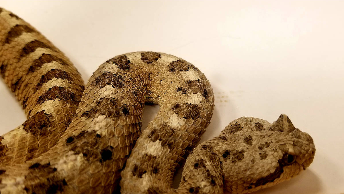 El herpetólogo Bob McKeever trajo serpientes de cascabel en terrarios portátiles y seguros pa ...