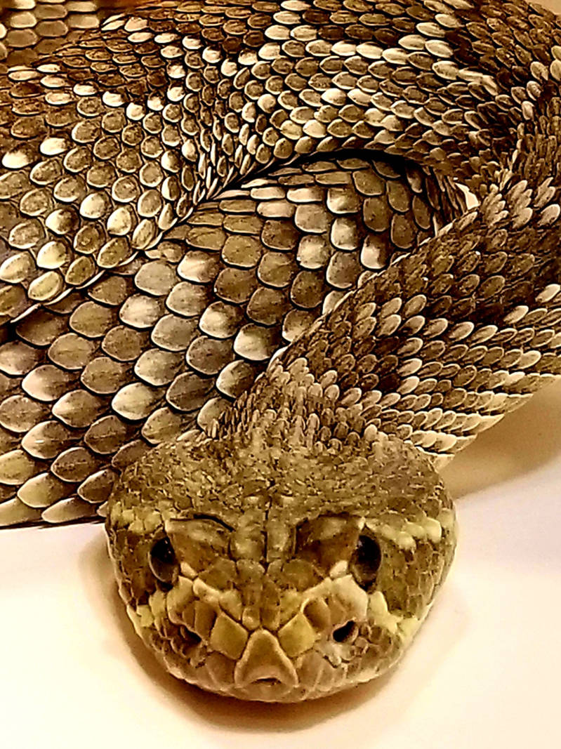 Una serpiente de cascabel verde Mohave. (Natalie Burt)