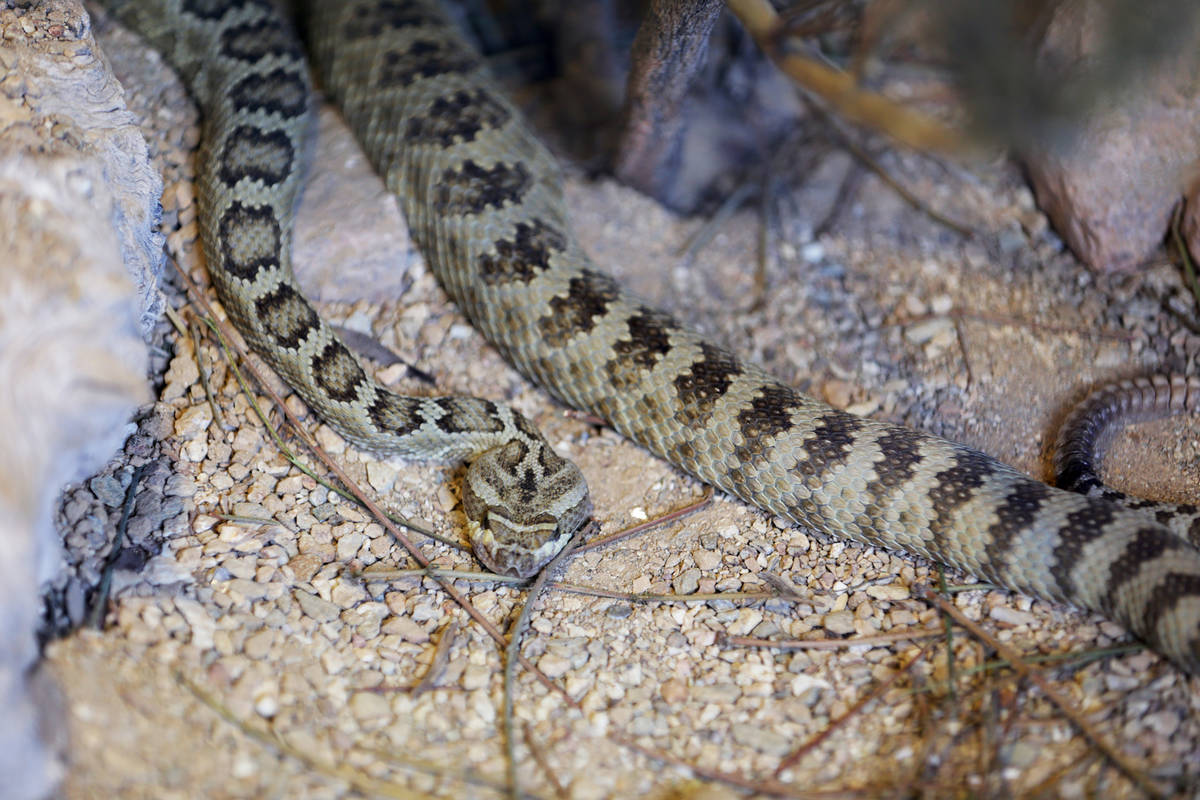 Una serpiente de cascabel de la Gran Cuenca en Springs Preserve el martes, 13 de diciembre de 2 ...