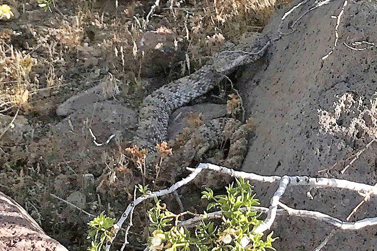 El sur de Nevada es el hogar de seis especies de serpientes de cascabel. Esta serpiente de casc ...