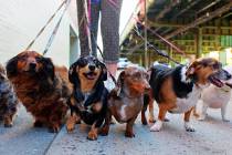 Un veterinario local ofrece servicios de telesalud para mascotas. (Getty Images)