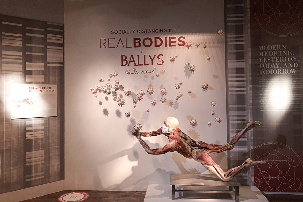 Real Bodies at Bally’s revela conexiones que invitan a la reflexión entre la biología human ...