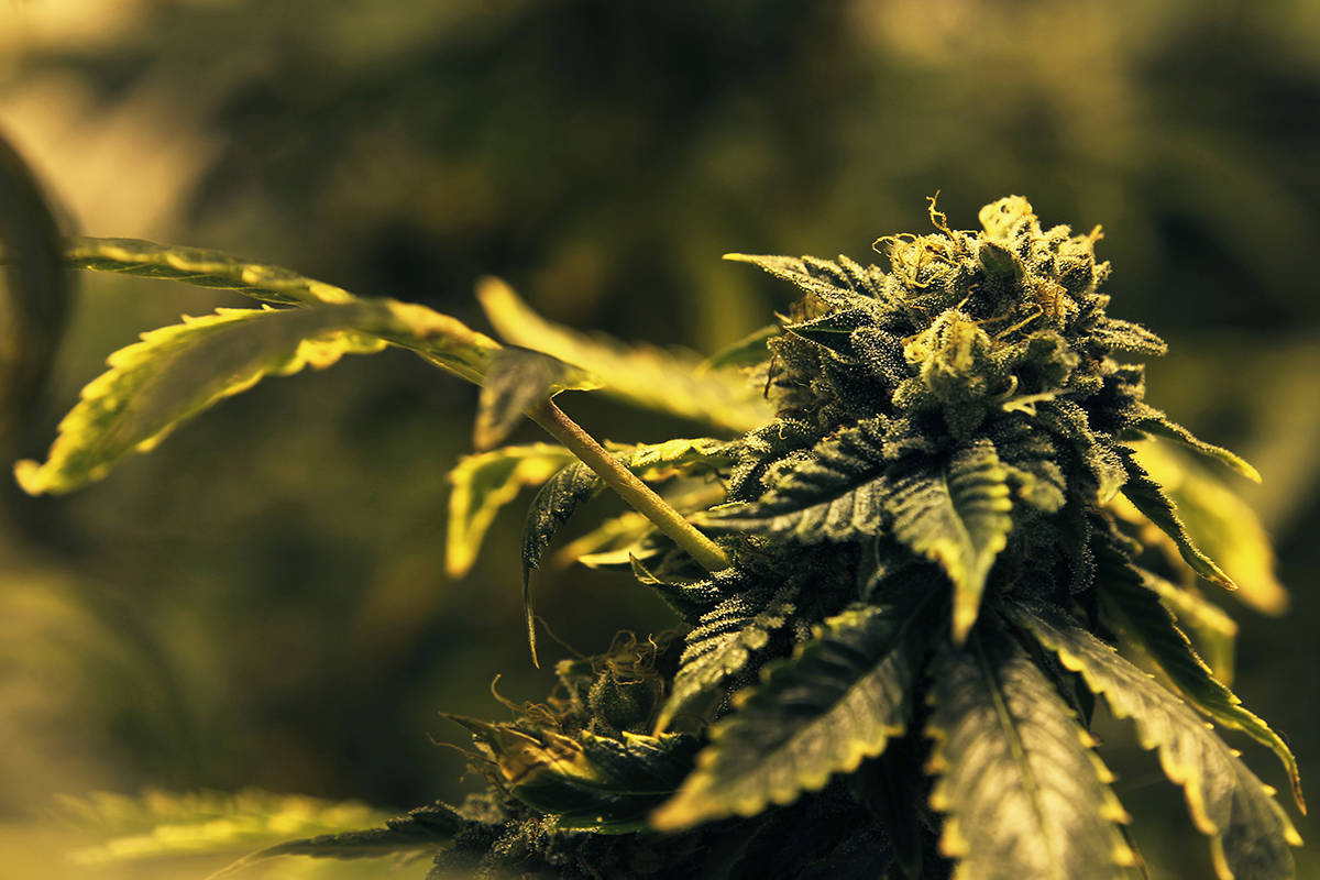 Dos negocios de marihuana podrían perder sus licencias y ser excluidos de la industria, uno de ...
