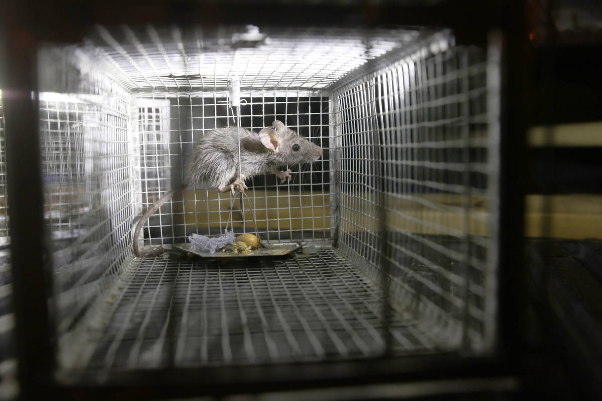 Una rata de techo capturada en una casa de Henderson por Micheal Linton, gerente de plagas y vi ...