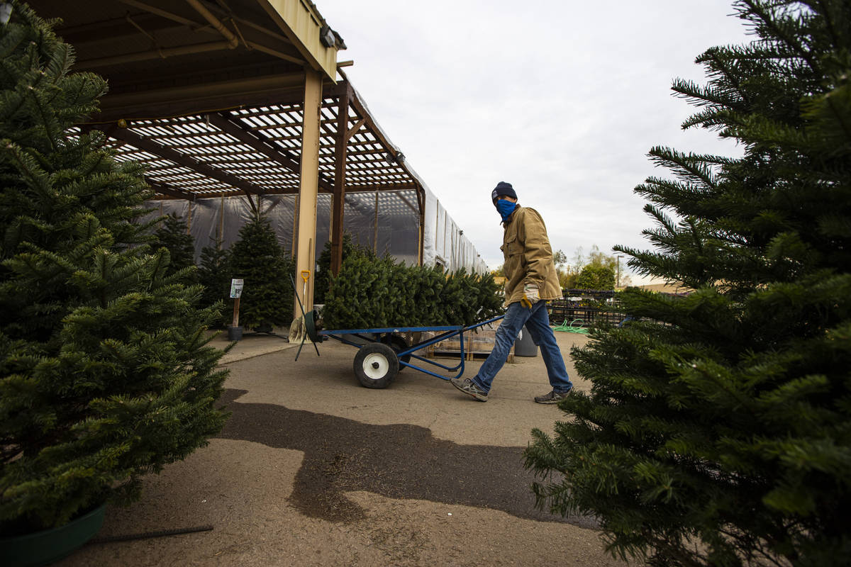 Brian Beeler en ventas al aire libre, mueve un árbol de Navidad para los clientes en Star Nurs ...