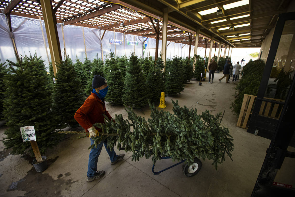 Brian Beeler en ventas al aire libre, mueve un árbol de Navidad para los clientes en Star Nurs ...