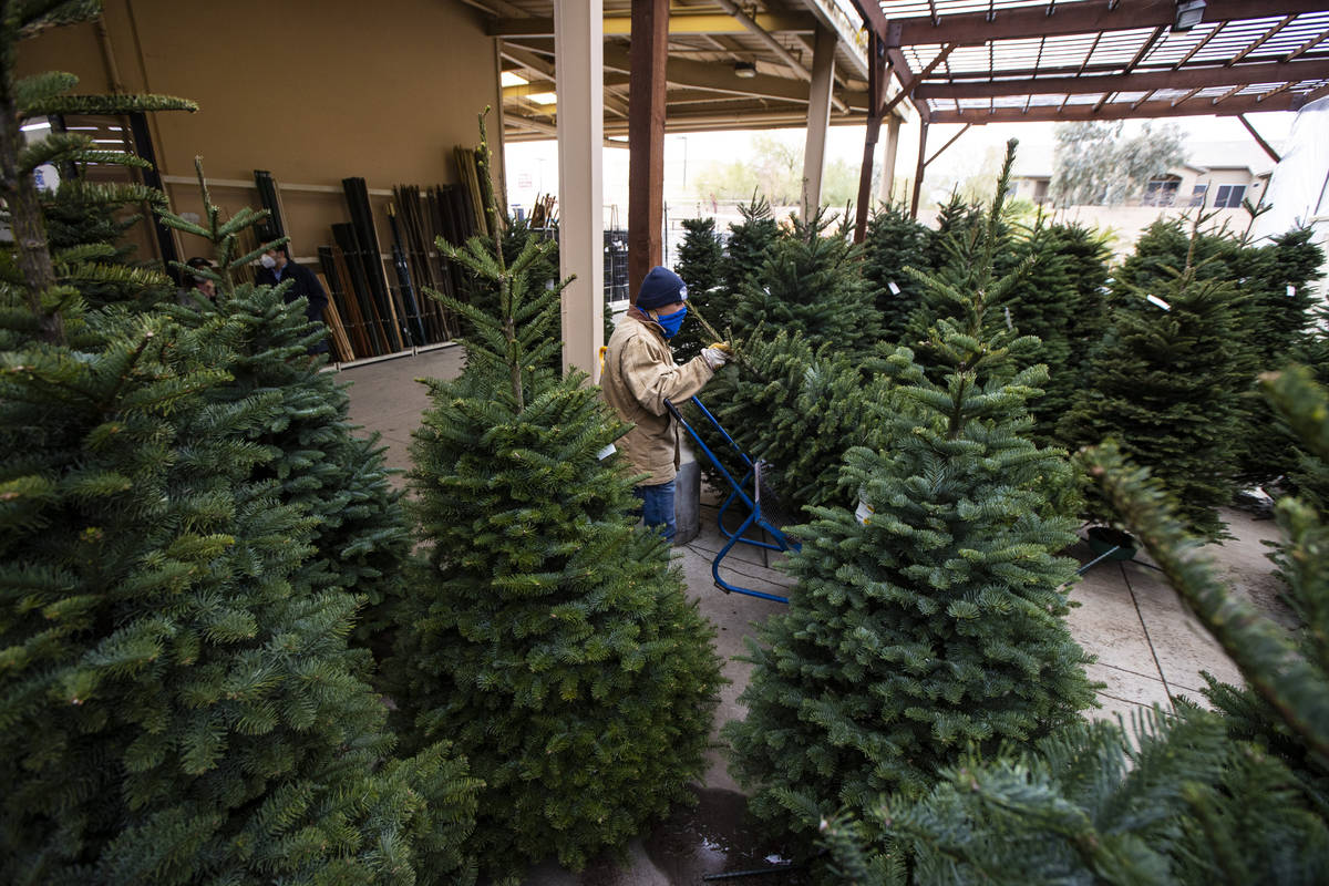 Brian Beeler en ventas al aire libre, mueve un árbol de Navidad para los clientes en Star Nurs ...