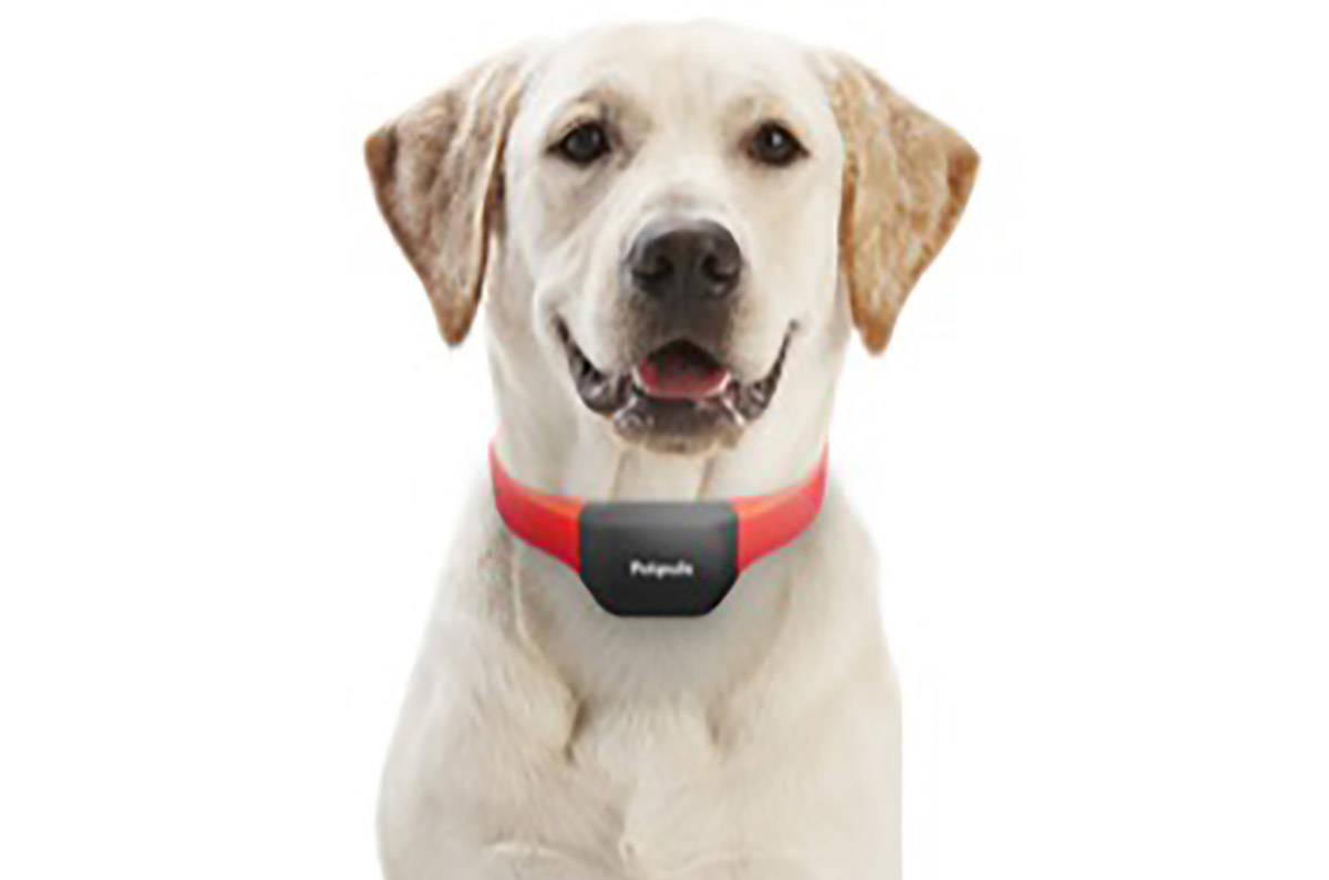 El collar de Petpuls promete revelar las emociones de tu perro. (Petpuls)