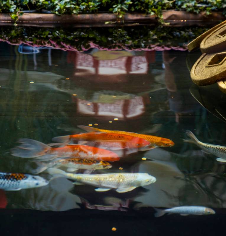 Peces koi nadan en el Conservatorio Bellagio y los Jardines Botánicos el cual debutó su exhib ...