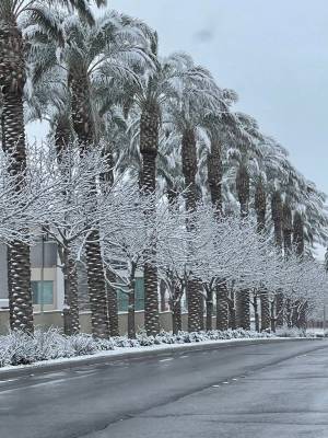 Nieve cubre árboles a lo largo de Pavilion Center Drive en Summerlin a primera hora de la mañ ...