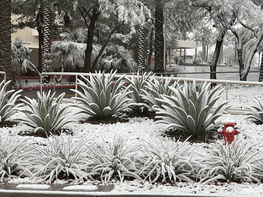 Nieve cubre plantas a lo largo de Pavilion Center Drive en Summerlin a primera hora de la maña ...
