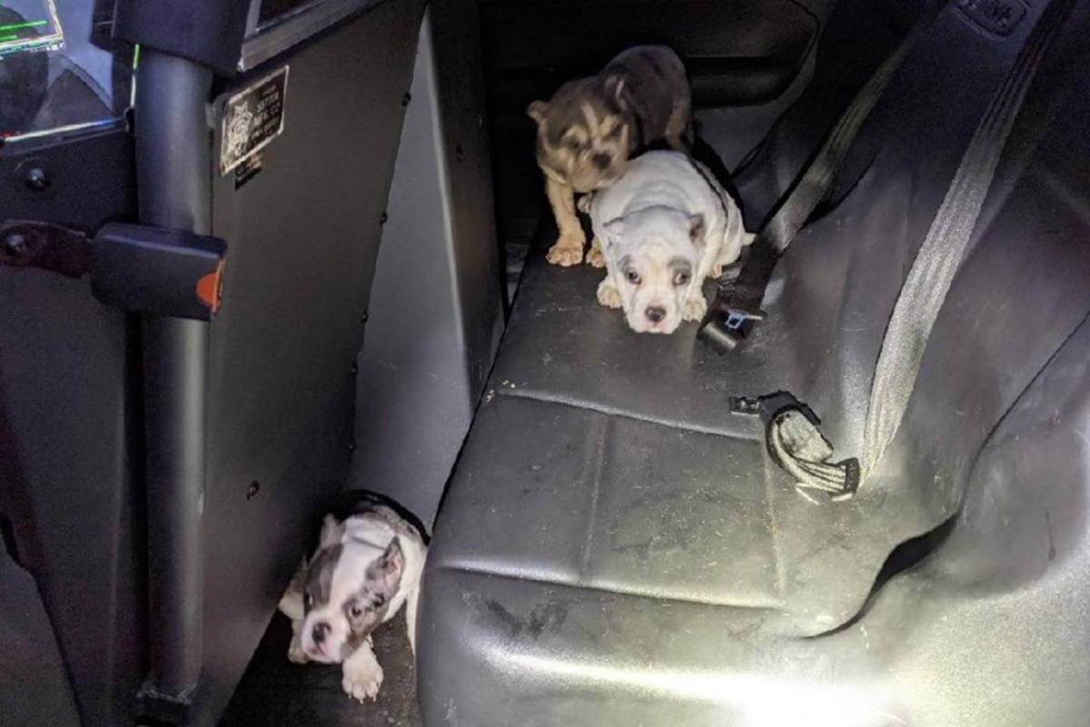 Tres cachorros de bulldog inglés que fueron secuestrados a punta de pistola en el noreste de L ...