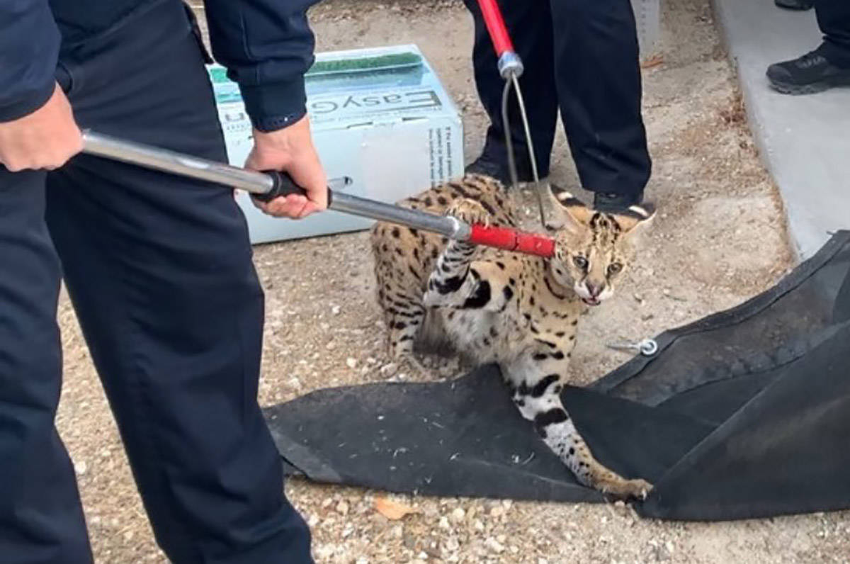 Un gato serval fue encontrado recientemente en North Las Vegas. El Departamento de Policía de ...