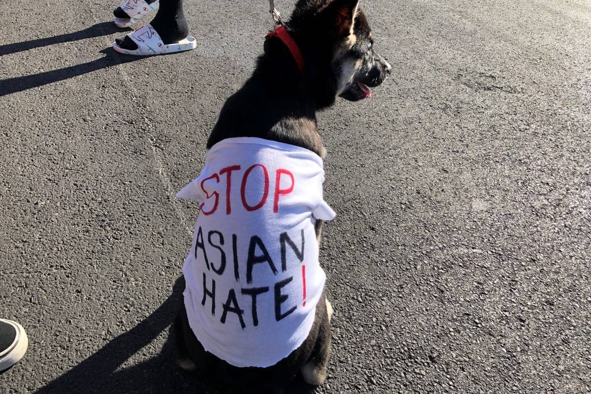 Kira, una cachorra Huksy, lleva una camiseta en la que se lee "¡Detengan el odio a los asiáti ...