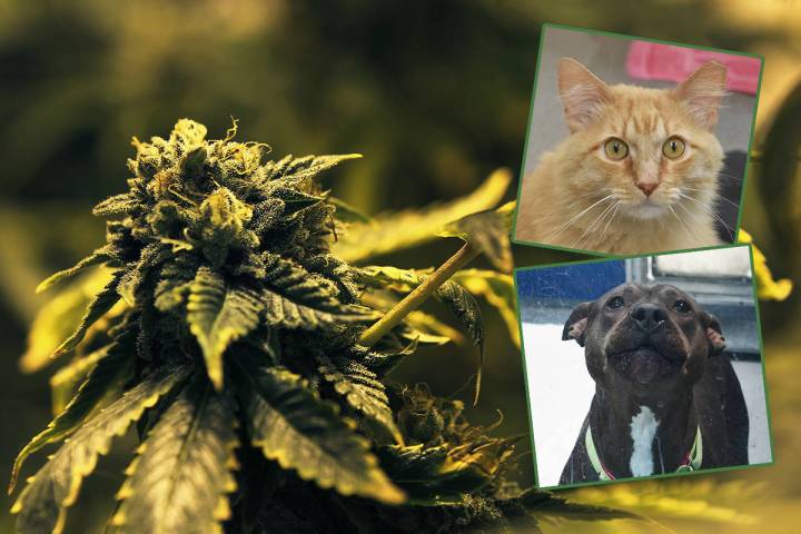 La marihuana es dañina para los animales, por lo que se sugiere a las personas que consuman es ...
