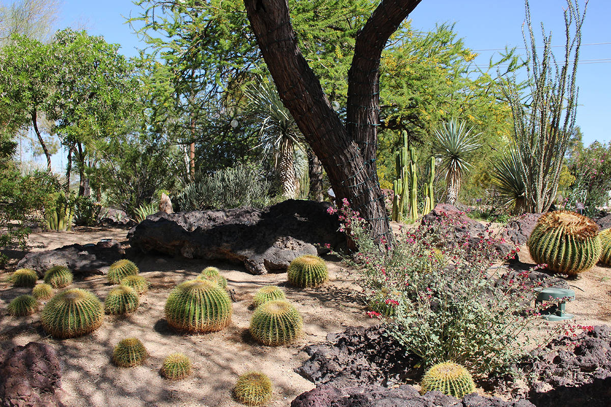 Parte del Jardín de Cactus adjunto a la fábrica de chocolate “Ethel M Chocolates”. [Foto ...