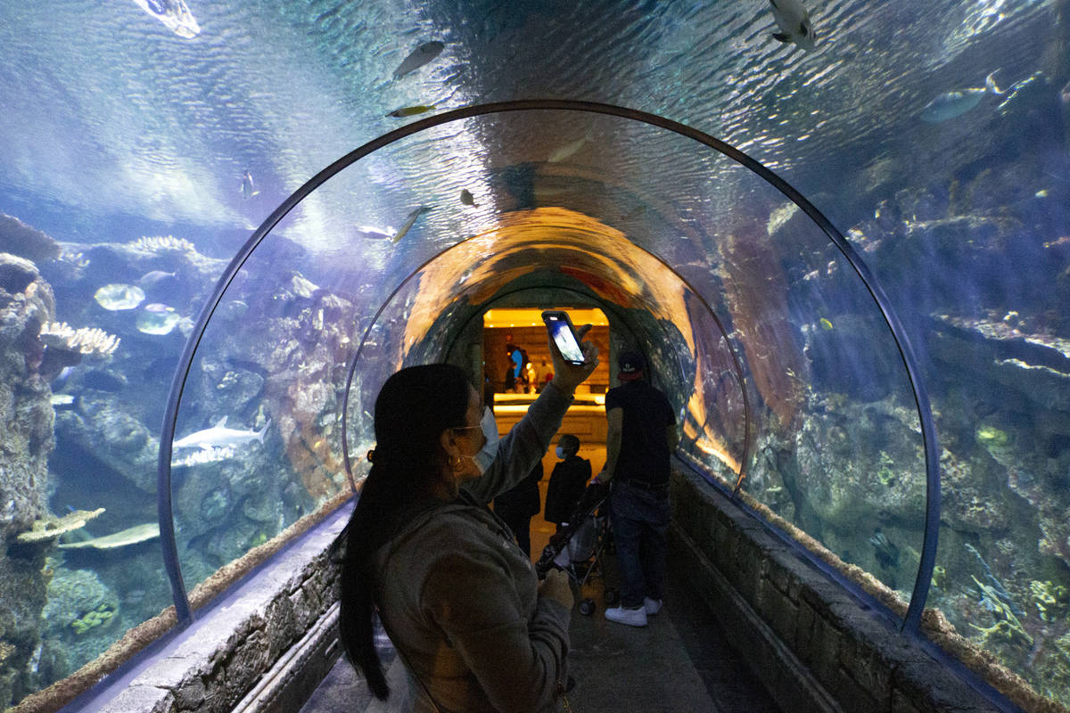 Los visitantes del Shark Reef Aquarium en Mandalay Bay toman fotos a lo largo de la experiencia ...