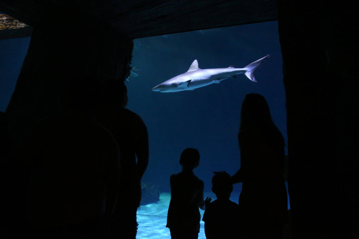 Visitantes checan el Shark Reef Aquarium en Mandalay Bay en Las Vegas el lunes, 22 de julio de ...