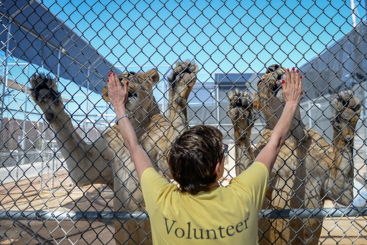 Laney Gutstein, una voluntaria de Henderson, alimenta a una pareja de leonas en Lion Habitat Ra ...
