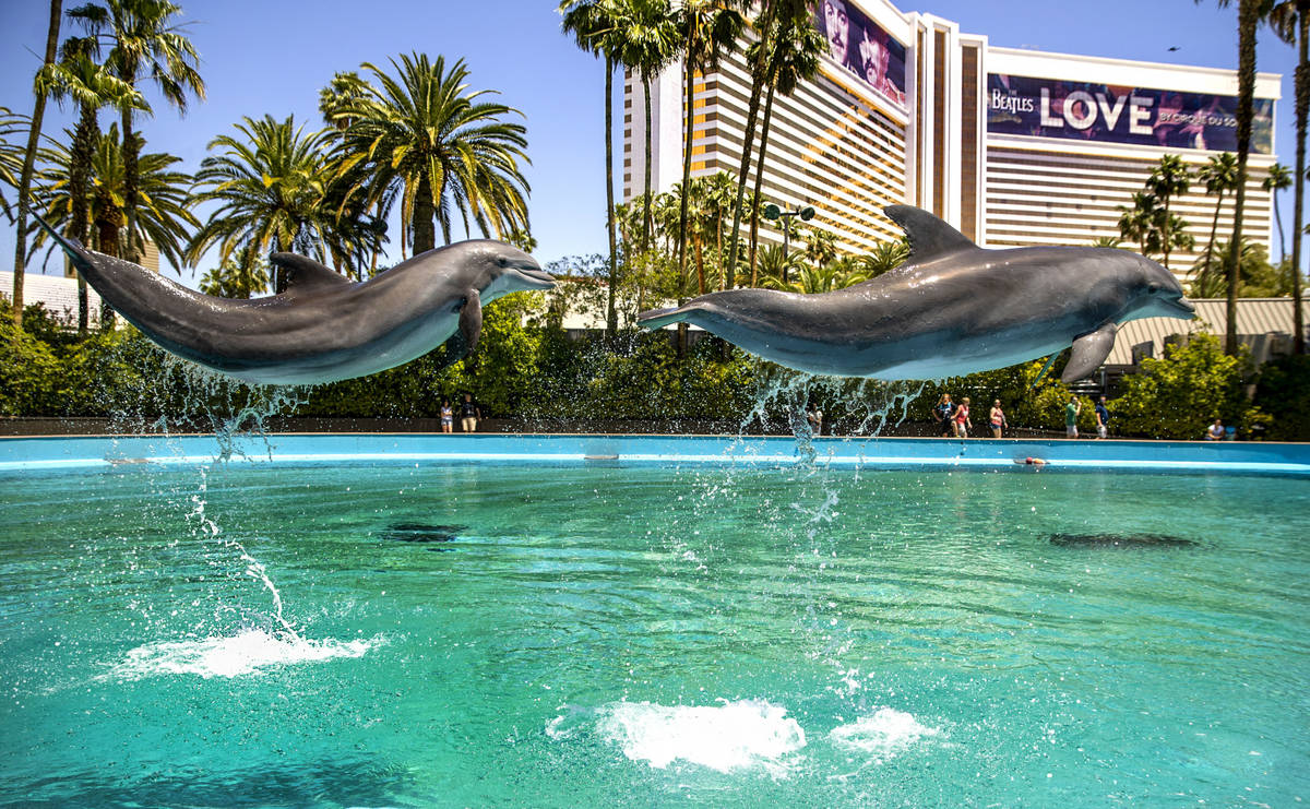 Delfines saltan en el aire en Siegfried & Roy's Secret Garden and Dolphin Habitat en Mirage el ...