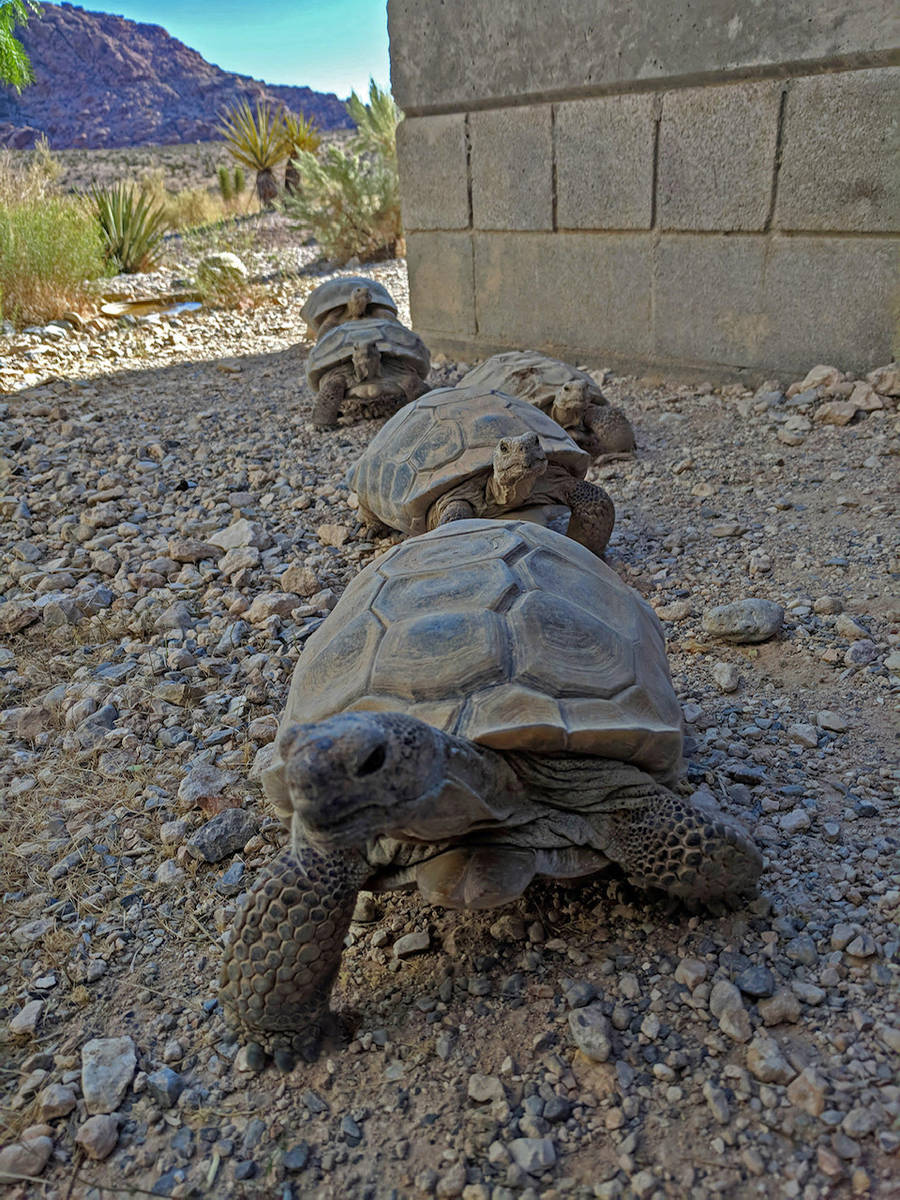 Tortugas en marcha en Red Rock Canyon Tortoise Habitat. (Friends of Red Rock Canyon)