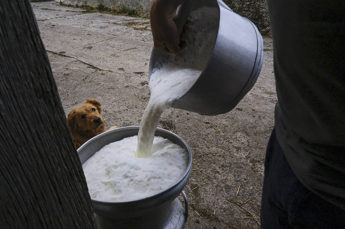 En esta foto de archivo, un hombre rellena un recipiente con leche, en la pequeña localidad pi ...