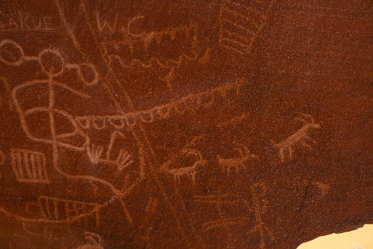 Petroglifos representan a los borregos cimarrones en Atlatl Rock, en Valley of Fire State Park ...