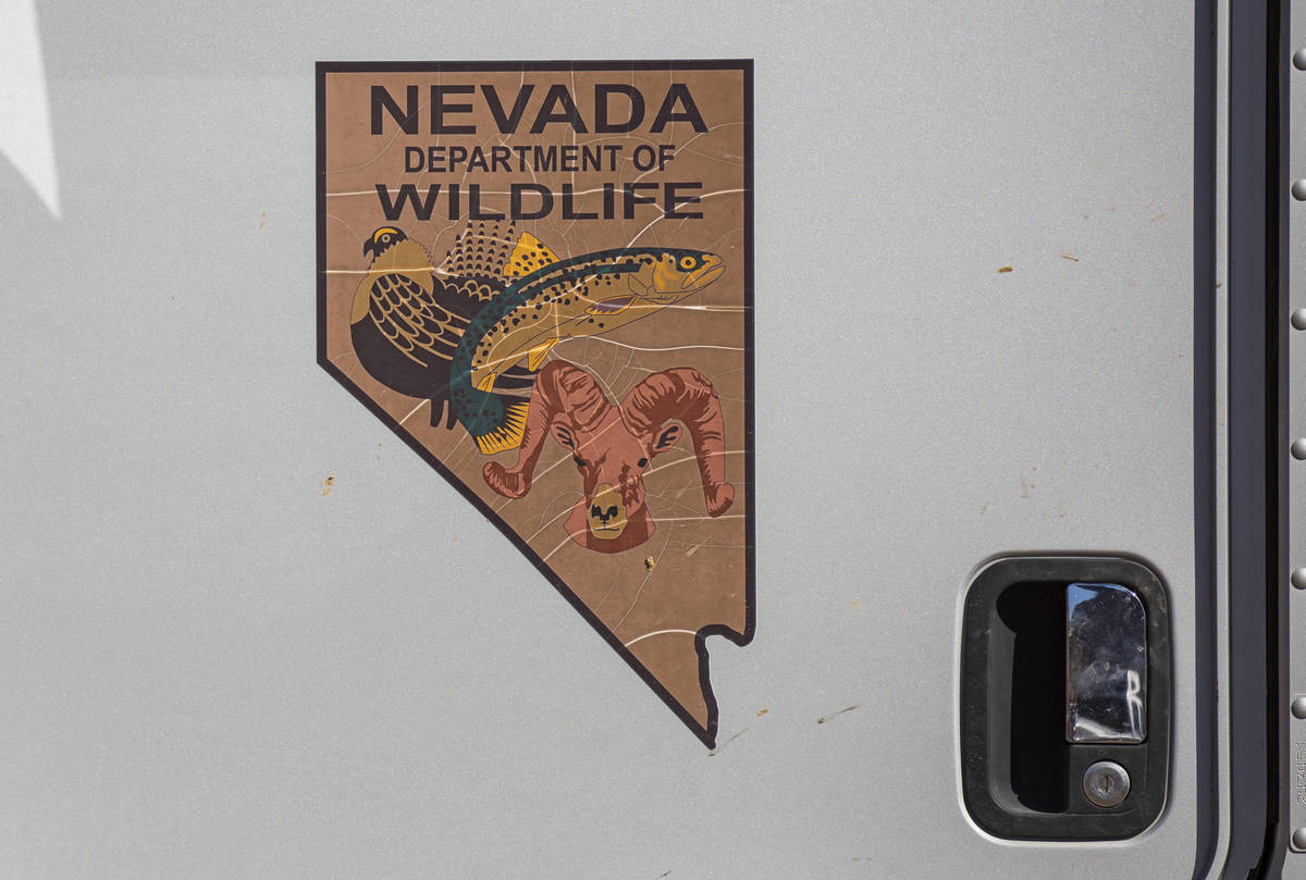 Un logotipo del Nevada Department of Wildlife se ve en un camión durante una operación de tra ...